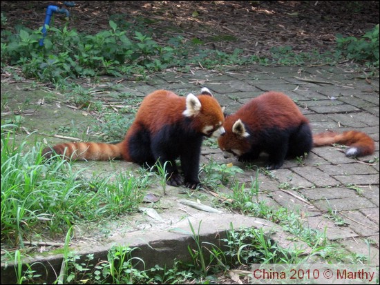 Rode panda's in Chengdu